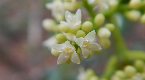 DSCN1126.JPG