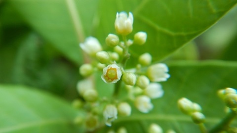 DSCN7370.JPG